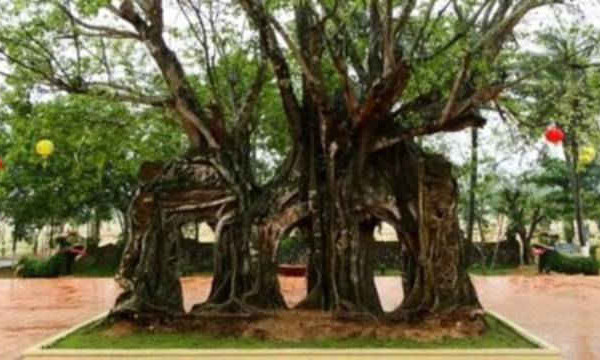 Cây Bồ đề tại buôn Yang Lành được công nhận là cây Di sản Việt Nam