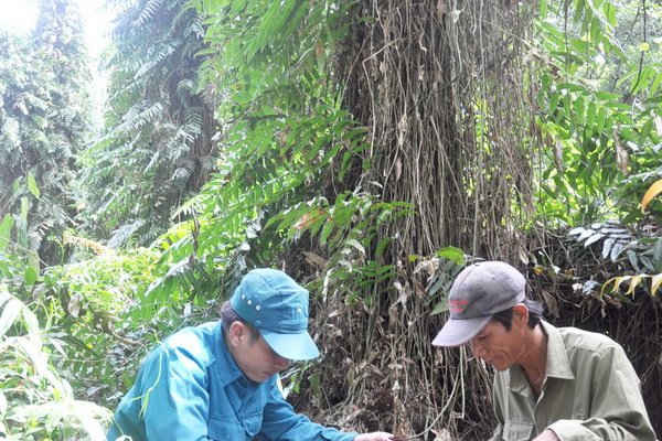 Trữ lượng than bùn rừng U Minh Hạ khoảng 13 triệu tấn