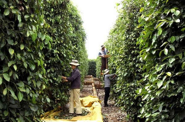 Cần quy hoạch diện tích và sản xuất sạch để phát triển hồ tiêu bền vững