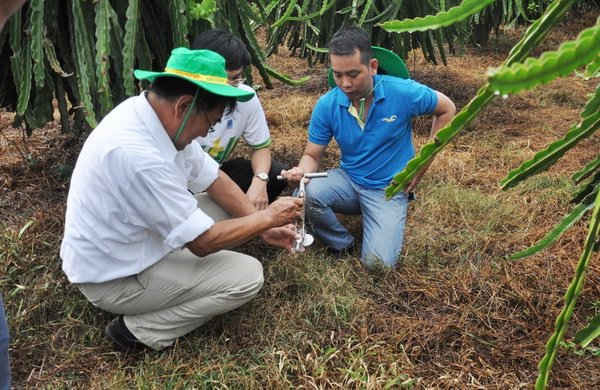 Chuyên gia Nhật Bản giúp người trồng thanh long Bình Thuận tiếp cận công nghệ tiên tiến