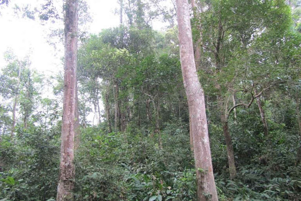 Giải pháp nào cho bài toán trồng rừng phòng hộ ở Điện Biên?