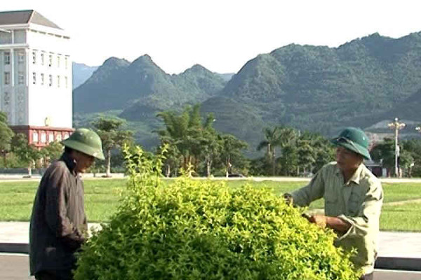 Thành phố Lai Châu nỗ lực bảo vệ cây xanh đô thị