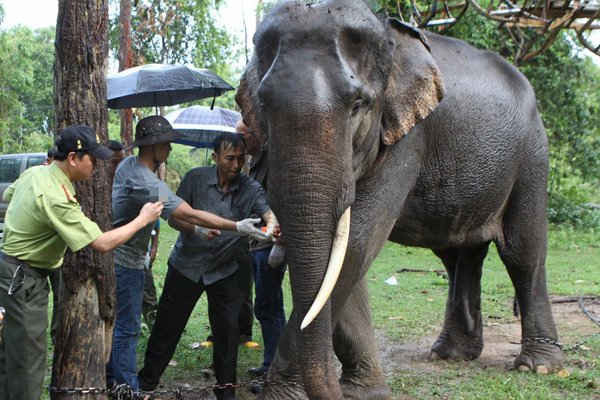 Bảo tồn voi Đắk Lắk: Đừng để thành "viện dưỡng lão"!