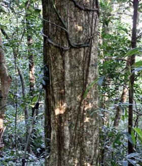 Phát hiện loài Thông mới tại Khu bảo tồn thiên nhiên Xuân Nha, Mộc Châu