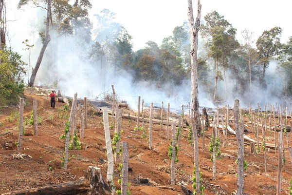 Tỉnh ủy Đắk Nông chỉ đạo xử lý các "điểm nóng" phá rừng