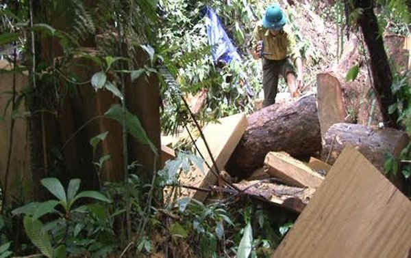 Thêm một vụ chặt hạ gỗ quý ở Khu BTTN Pù Hoạt (Nghệ An)