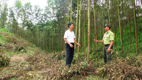 Huyện Lục Nam: Hỗ trợ cán bộ 500 nghìn đồng/tháng để phát triển rừng dẻ