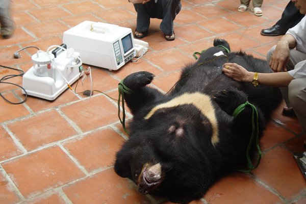 Nghệ sĩ múa Tuyết Minh kêu gọi cộng đồng không sử dụng mật gấu