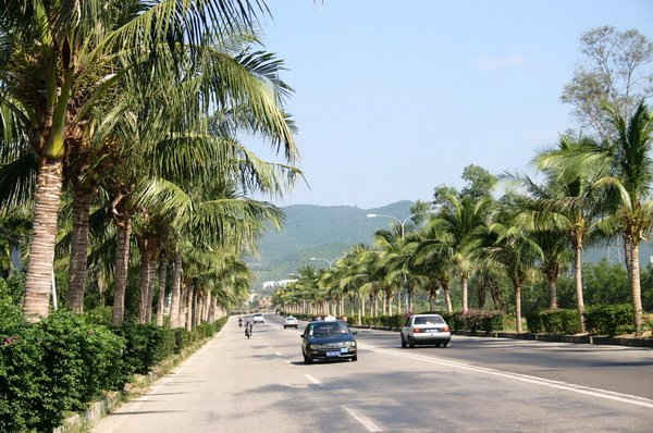 Đề xuất trồng dừa trên đường phố Sài Gòn gây nhiều tranh cãi