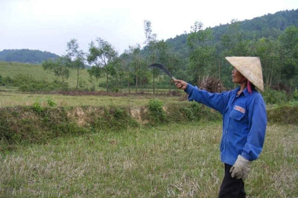 Nhiều sai phạm về quản lý và sử dụng đất tại Cty Lâm nghiệp Trà Tân