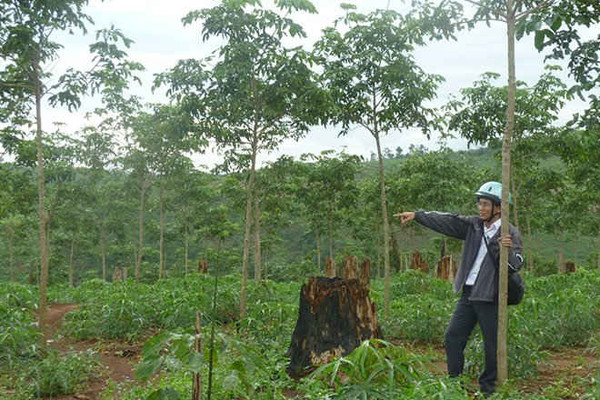 Phát triển bền vững kinh tế rừng gắn với tái cơ cấu ngành lâm nghiệp