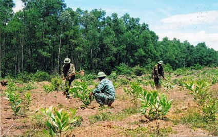 Trồng rừng là "giải pháp cần thiết" chống BĐKH