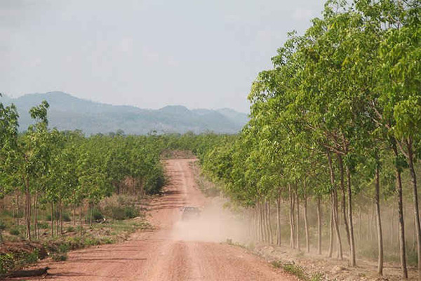 San ủi 700ha đất rừng khai thác gỗ trái phép: Chính quyền không biết