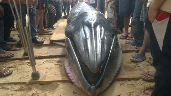 Cá "Ông Nam Hải" dạt bờ biển Phú Yên