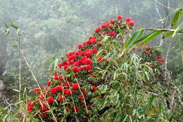 Thêm 4 quần thể cây rừng Sa Pa được công nhận là Cây di sản VN