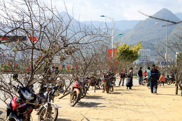Lai Châu: Đào rừng tấp lập xuống phố sau đợt rét kỷ lục