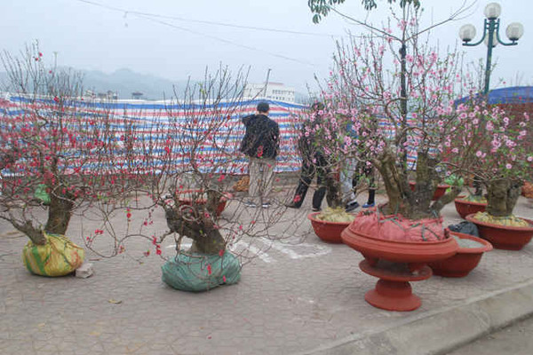 Chợ hoa Tết trên thượng nguồn sông Hồng