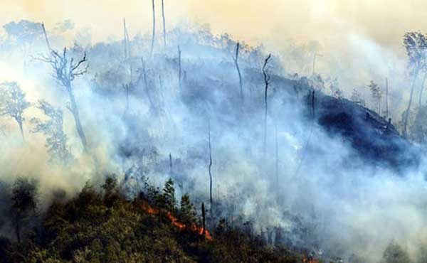Cháy rừng quốc gia Hoàng Liên – Sa Pa