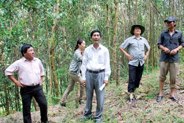 Quảng Ngãi: Sử dụng đất rừng chưa hiệu quả