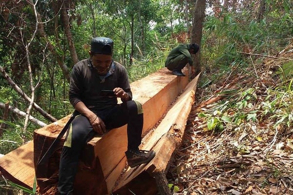 Gia Lai: Tạm đình chỉ điều tra vụ phá rừng ở Chư Pah