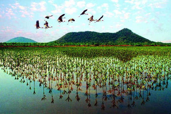 Kiên Giang: Thành lập BQL Khu bảo tồn loài - sinh cảnh Phú Mỹ