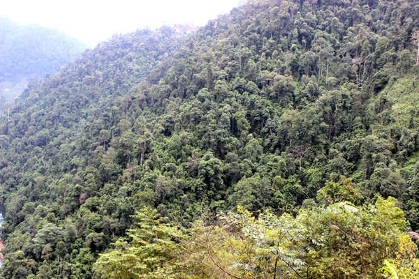 Lào Cai: Chi trả trên 36,5 tỷ đồng tiền dịch vụ môi trường rừng năm 2015