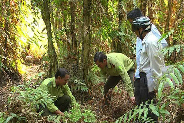 Hơn 2.700 ha rừng tràm U Minh Hạ dự báo cháy cấp V