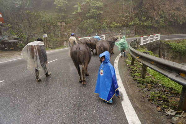 Lào Cai hỗ trợ cho nông dân có gia súc chết do mưa tuyết