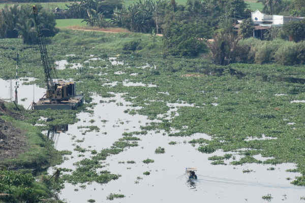Tây Ninh: Các sở, ngành vào cuộc xử lý lục bình trên sông Vàm Cỏ Đông
