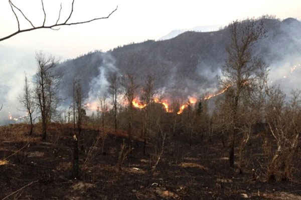Kịp thời dập tắt đám cháy rừng phòng hộ ở Sa Pa
