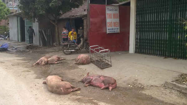 TP Cao Bằng: Cần sớm xử lý điểm giết mổ lợn vi phạm ATVSTP