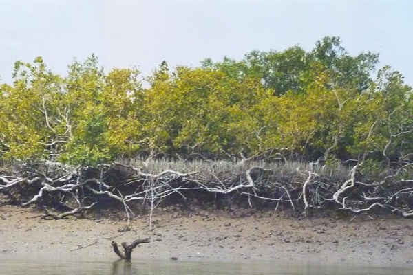 Thừa Thiên Huế: Tăng cường bảo vệ và phát triển rừng ngập mặn