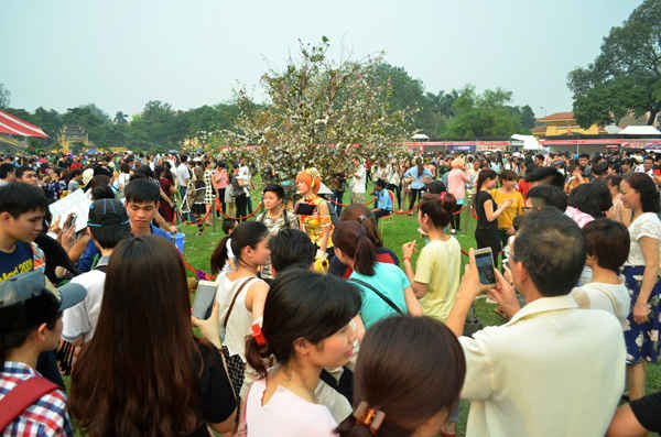 Hàng nghìn người chen chân ngắm hoa anh đào ở Hoàng Thành Thăng Long