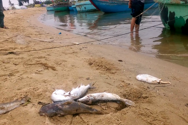 Quảng Bình: Nghi cá chết hàng loạt do lượng florua trong nước biển vượt chuẩn