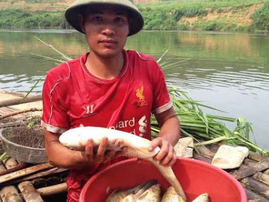 Cty Mía đường Hòa Bình xả thải ra sông Bưởi khiến cá chết hàng loạt
