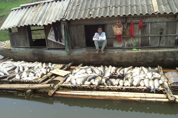 Tổng cục Môi trường kiểm tra cá chết trên sông Bưởi