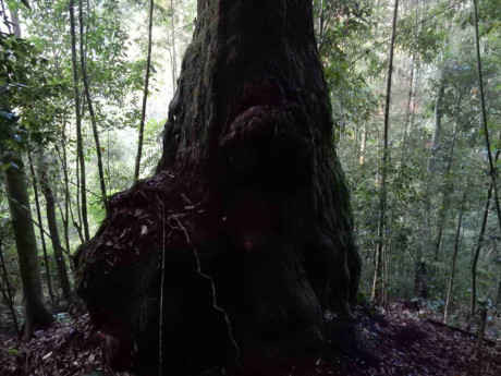 Công nhận quần thể 725 cây pơmu cổ thụ là Cây di sản Việt Nam