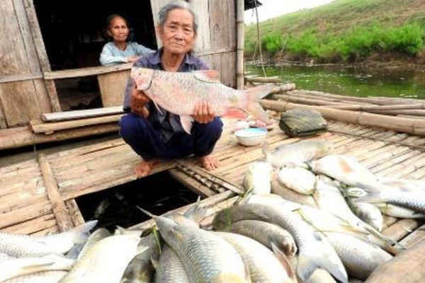 Vụ cá chết trên sông Bưởi: Nhà máy Mía đường Hòa Bình đền bù 1,4 tỷ đồng