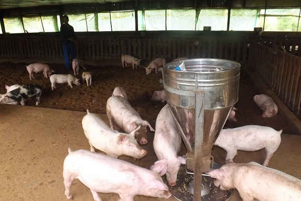 Nghệ An: Khó khăn việc quản lý sử dụng chất cấm trong chăn nuôi