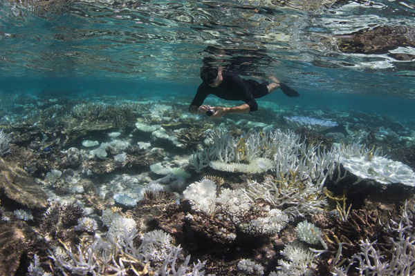 Tẩy trắng san hô ở Maldives