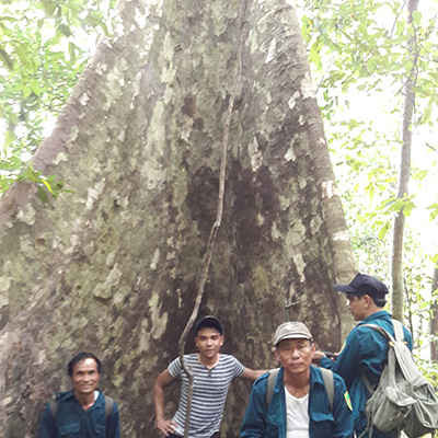 Quảng Nam: Bảo vệ rừng để bảo tồn di sản