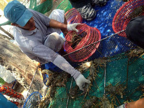 Tôm hùm, cá mú nuôi chết hàng loạt: Hệ lụy từ vùng nuôi quá tải