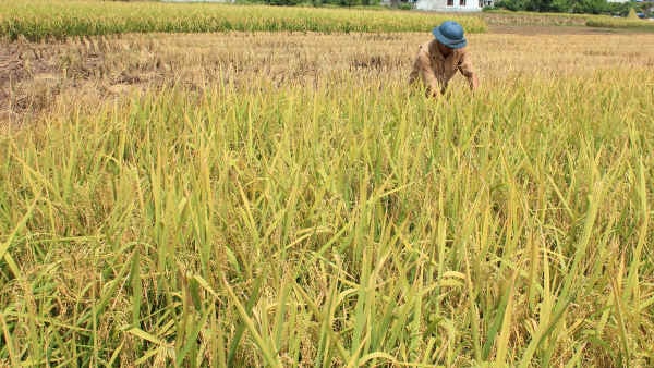 Nhân rộng mô hình sản xuất lúa giảm phát thải