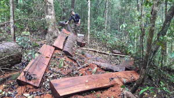 Đóng cửa rừng tự nhiên, nhiều dự án lớn sắp triển khai ở Kon Tum sẽ xử lý ra sao?