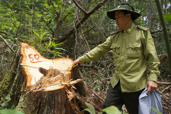 Vụ phá rừng pơ mu: Chủ tịch tỉnh Quảng Nam quyết không để bỏ lọt tội phạm