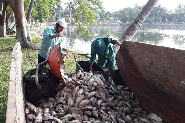 Đà Nẵng: Cá chết hàng loạt tại Công viên 29/3 do thiếu ô-xy