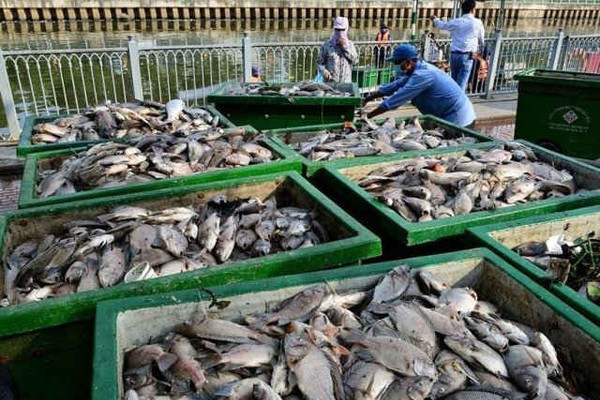 TPHCM: Khắc phục tình trạng cá chết trên kênh Nhiêu Lộc – Thị Nghè