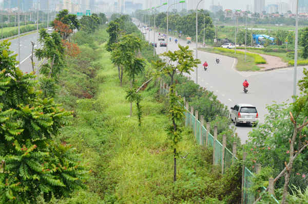 ​Hà Nội chi 53 tỷ đồng/năm, cỏ vẫn mọc um tùm trên Đại lộ Thăng Long