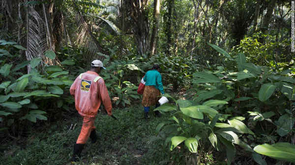 Rừng nhiệt đới – đặc điểm nổi bật của Brazil