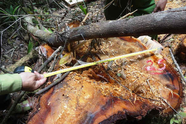 Quảng Nam dự kiến ngày 25/8 họp báo về vụ phá rừng pơ mu